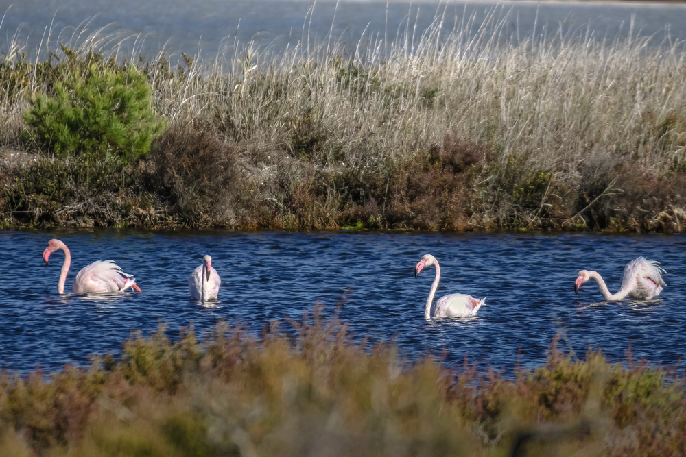 Pink,Flamingos,In,The,Reserve.,Saltworks,Of,Pesquiers,,hy&egrave;res,France