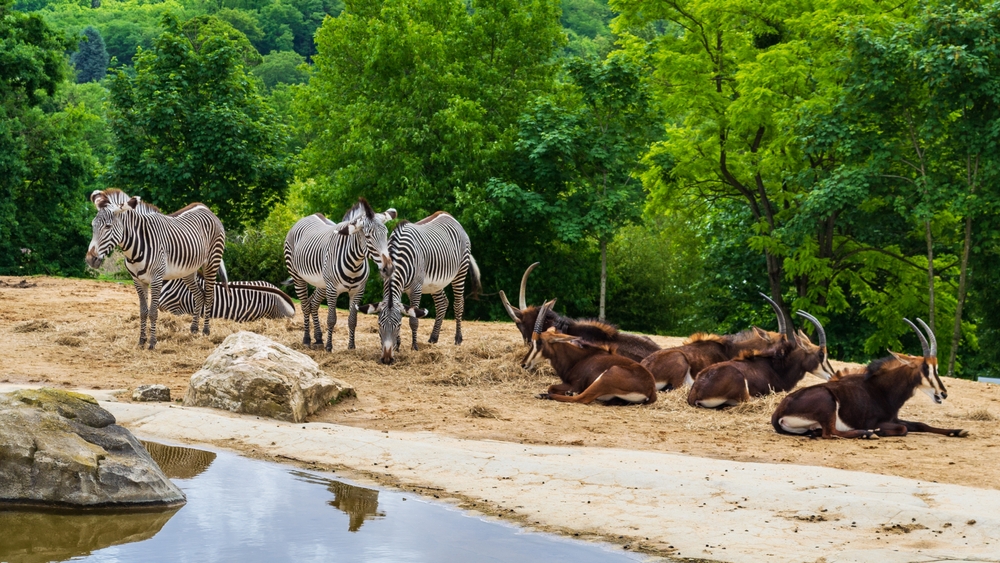 Beauval, ,Zebra,And,Gazelle