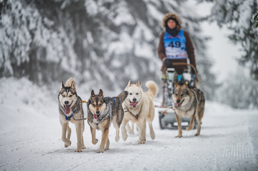 Winter,Sled,Dog,Race,In,The,Wonderful,Winter,Landscape,In
