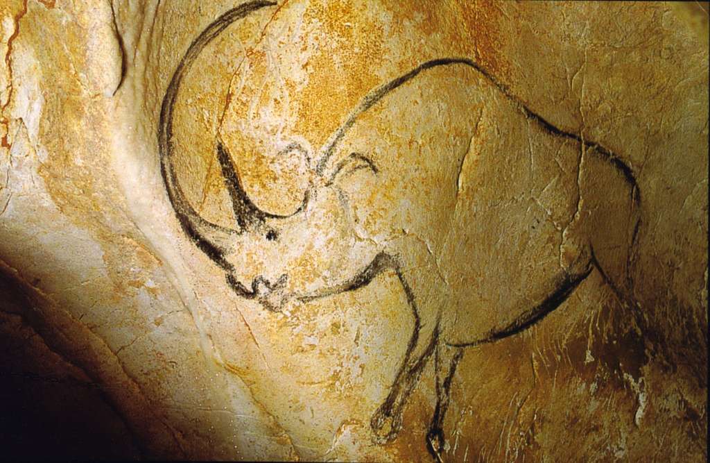 rhinoceros grotte chauvet