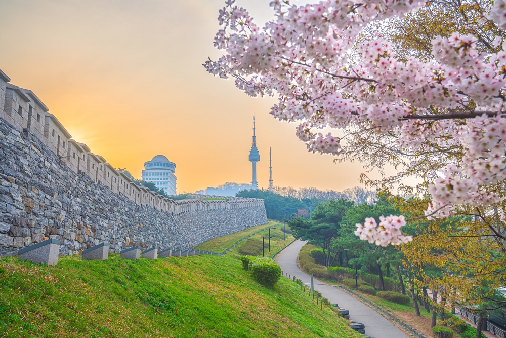Namsan,Park,And,Namsan,Tower,In,Spring,Cherry,Blossoms,Bloom